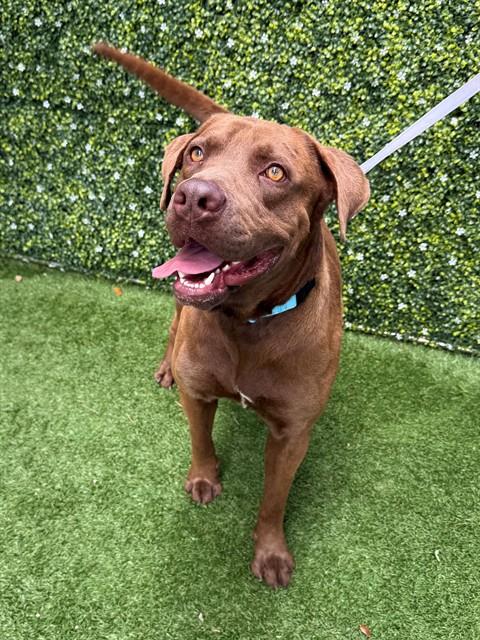 picture of the dog needing adoption
