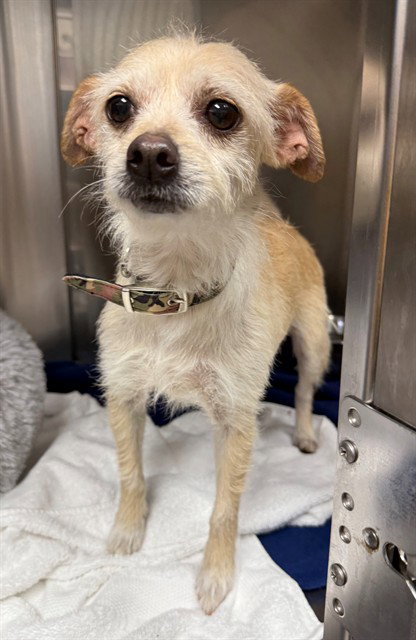 picture of the dog needing adoption