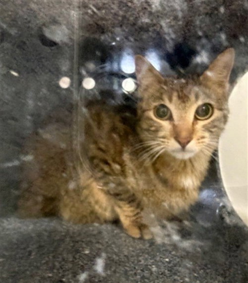 GIDGET, Adult Domestic Short Hair (medium coat), cat for adoption in Naples, Florida