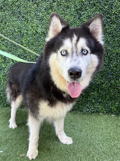 OREO, an adoptable Siberian Husky in Naples, FL