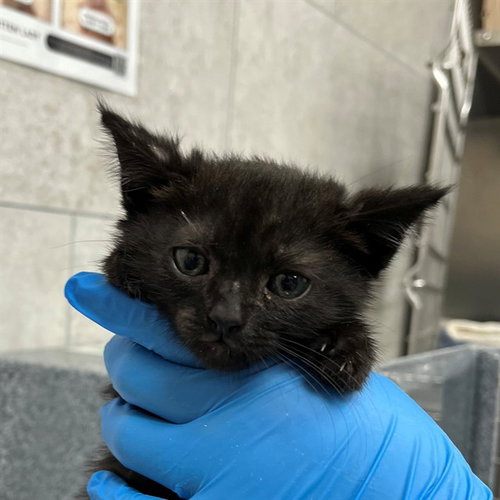 LUCY, an adoptable Domestic Short Hair in Naples, FL