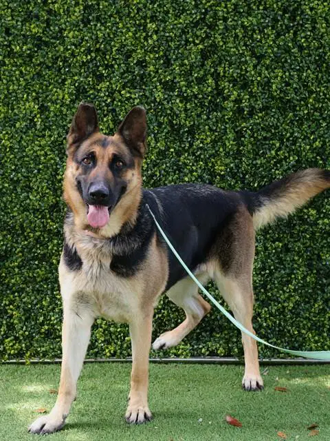 Tippy - German Shepherd Dog