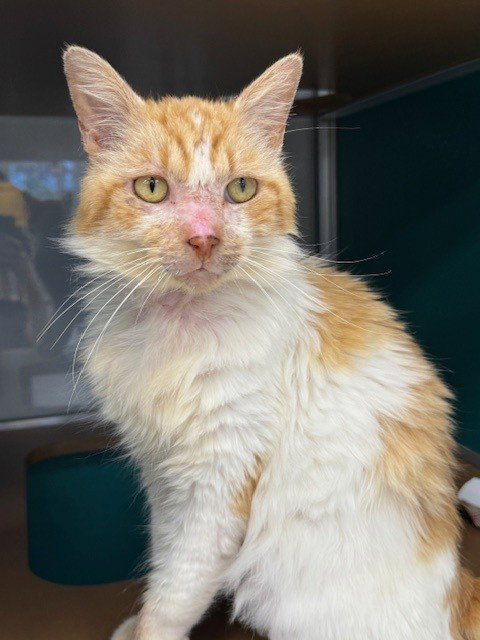 PHOENIX, an adoptable Domestic Medium Hair in Naples, FL