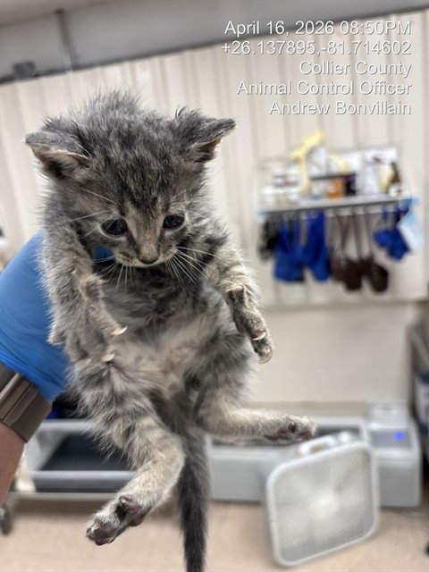 MARTY, an adoptable Domestic Short Hair in Naples, FL