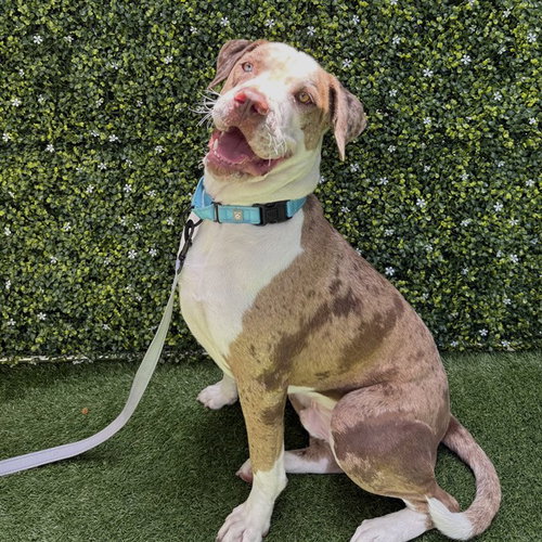 BRYER, an adoptable Catahoula Leopard Dog in Naples, FL