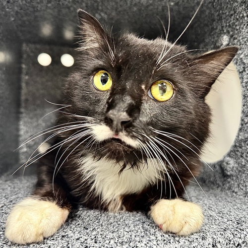 MILKSHAKE, an adoptable Domestic Long Hair in Naples, FL