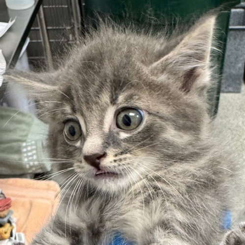 A304954, an adoptable Domestic Long Hair in Naples, FL