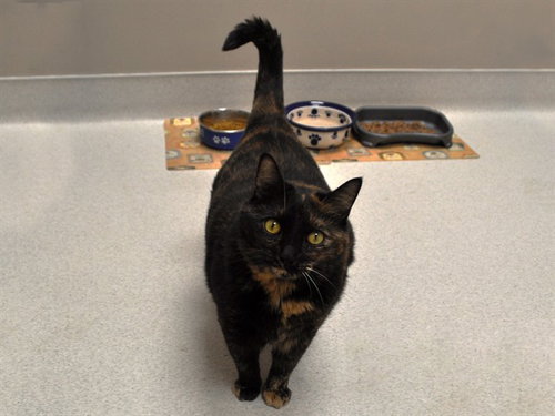 AURORA, an adoptable Domestic Short Hair in Naples, FL