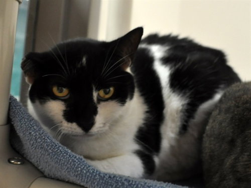 FILLIPA, an adoptable Domestic Short Hair in Naples, FL