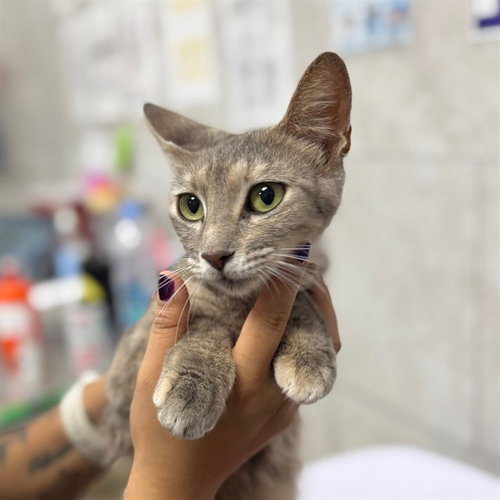 PAPAYA, an adoptable Domestic Short Hair in Naples, FL