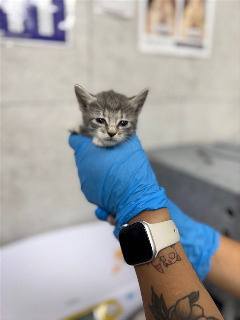 A305386, an adoptable Domestic Short Hair in Naples, FL