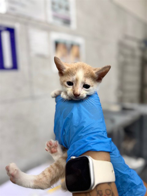 A305388, an adoptable Domestic Short Hair in Naples, FL
