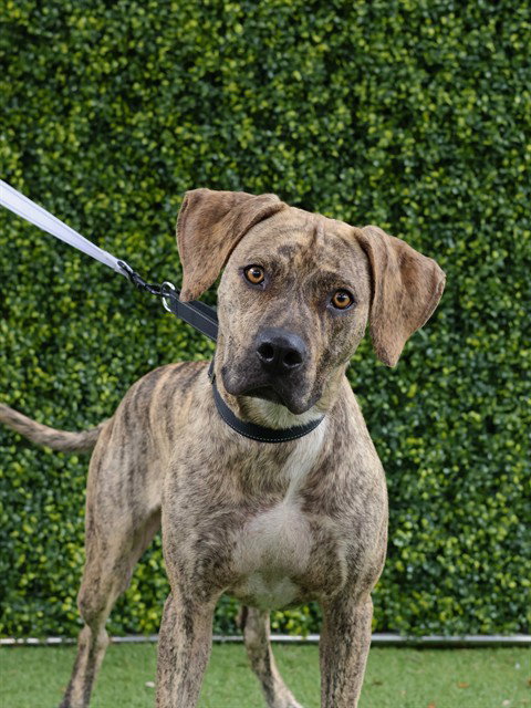 TIGER, an adoptable Plott Hound in Naples, FL