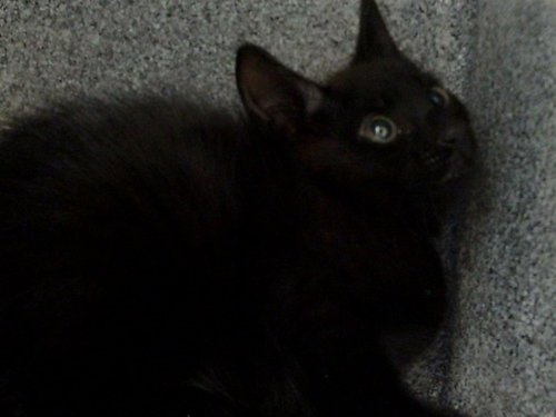 A305507, an adoptable Domestic Short Hair in Naples, FL