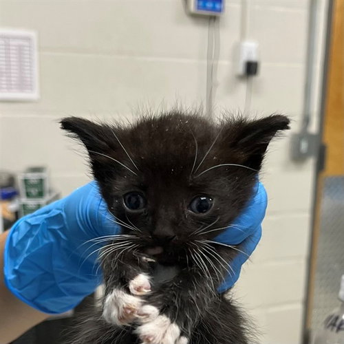 A305533, an adoptable Domestic Short Hair in Naples, FL