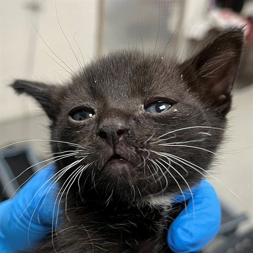 A305535, an adoptable Domestic Short Hair in Naples, FL