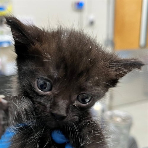 A305537, an adoptable Domestic Short Hair in Naples, FL