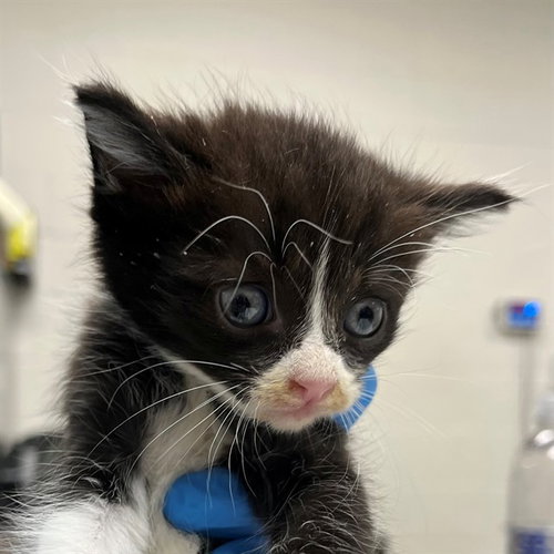 A305539, an adoptable Domestic Short Hair in Naples, FL