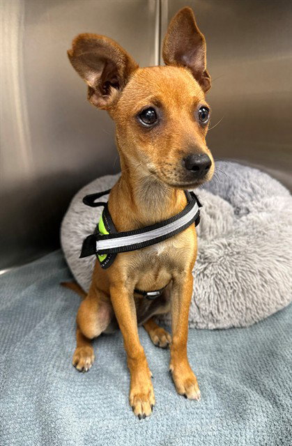 FLORENCE, an adoptable Chihuahua in Naples, FL