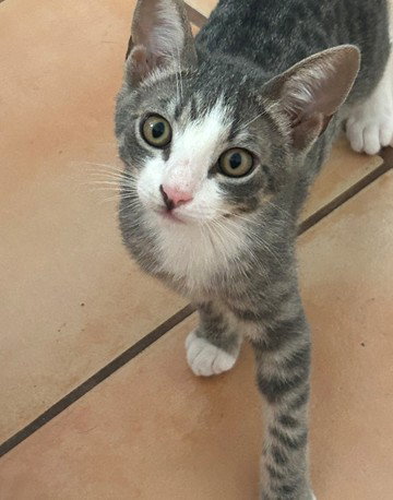 SMUDGE, Baby Domestic Short Hair (medium coat), cat for adoption in Naples, Florida