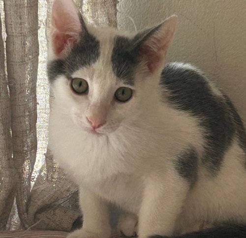 ELLA, an adoptable Domestic Short Hair in Naples, FL