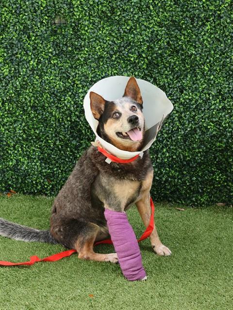 ROCKY, an adoptable Australian Cattle Dog in Naples, FL