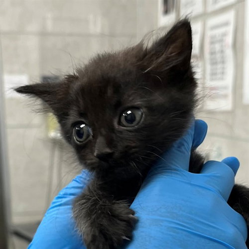A305633, an adoptable Domestic Short Hair in Naples, FL