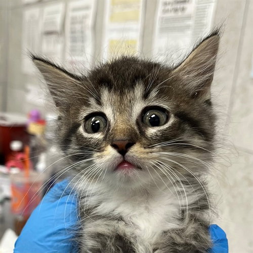 A305635, an adoptable Domestic Short Hair in Naples, FL