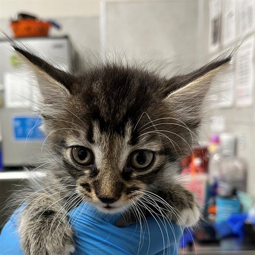 A305638, an adoptable Domestic Short Hair in Naples, FL