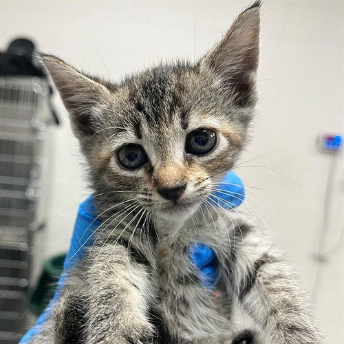 A304787, an adoptable Domestic Short Hair in Naples, FL