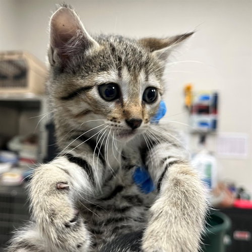 A304788, an adoptable Domestic Short Hair in Naples, FL