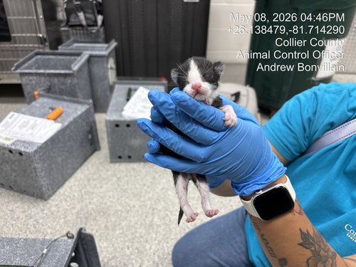 A305700, Baby Domestic Short Hair (medium coat), cat for adoption in Naples, Florida