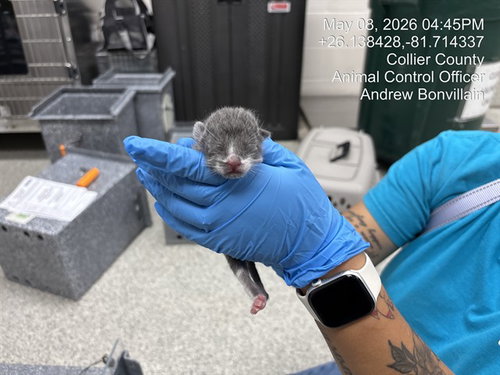 A305702, Baby Domestic Short Hair (medium coat), cat for adoption in Naples, Florida