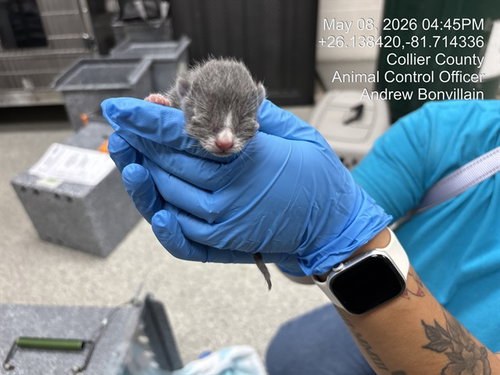A305703, Baby Domestic Short Hair (medium coat), cat for adoption in Naples, Florida