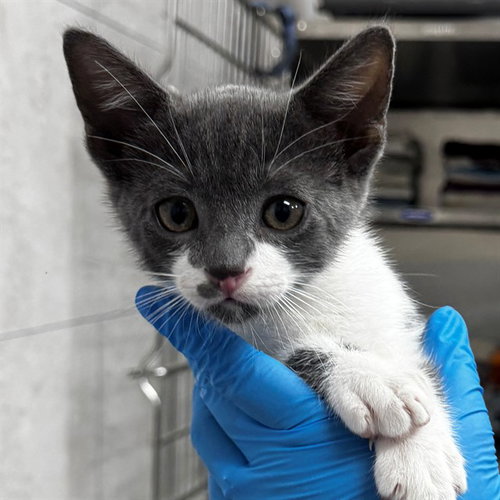 NIGEL, an adoptable Domestic Short Hair in Naples, FL