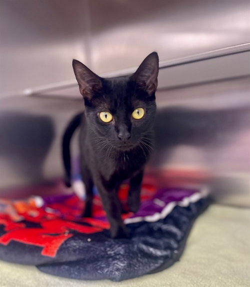 AMETHYST, an adoptable Domestic Short Hair in Naples, FL