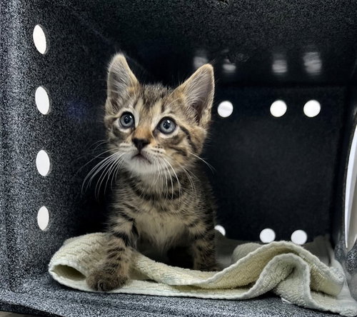 PACO, an adoptable Domestic Short Hair in Naples, FL