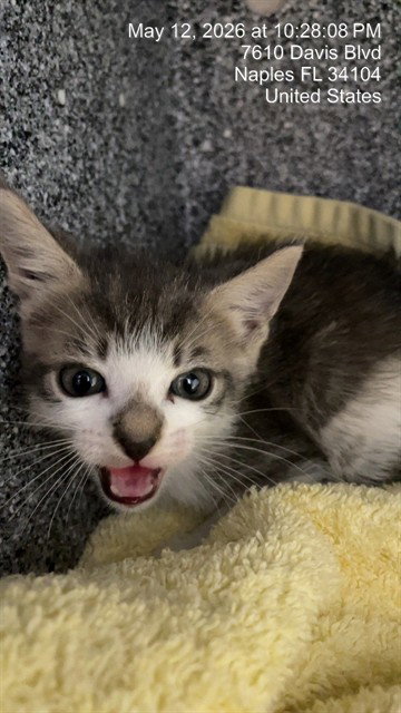 A305815, an adoptable Domestic Short Hair in Naples, FL