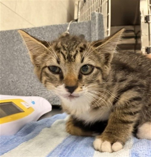 MONTY, an adoptable Domestic Short Hair in Naples, FL