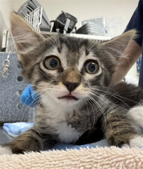 FREDDY, an adoptable Domestic Short Hair in Naples, FL