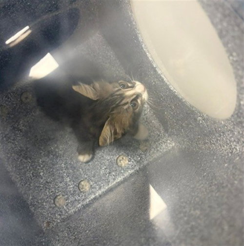 BONNIE, an adoptable Domestic Short Hair in Naples, FL