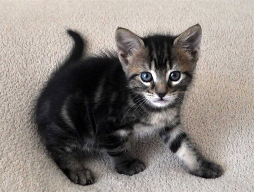 BONNIE, Baby Domestic Short Hair (medium coat), cat for adoption in Bonita Springs, Florida