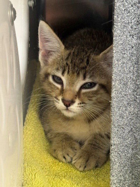 GEO, an adoptable Domestic Short Hair in Naples, FL