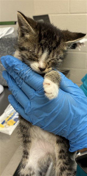 A305960, an adoptable Domestic Short Hair in Naples, FL