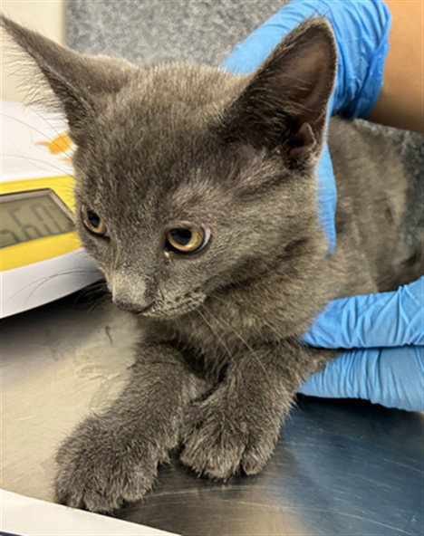 A305991, an adoptable Domestic Short Hair in Naples, FL