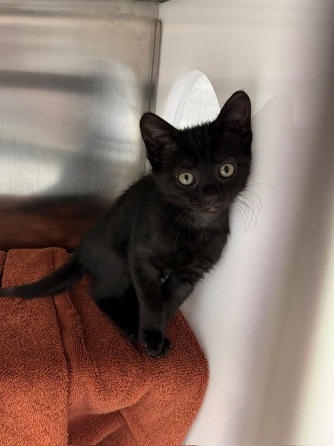 PIP, Baby Domestic Short Hair (medium coat), cat for adoption in Cape Coral, Florida