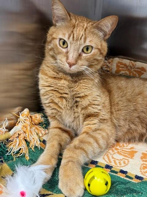 TRES LECHES, an adoptable Domestic Short Hair in Naples, FL