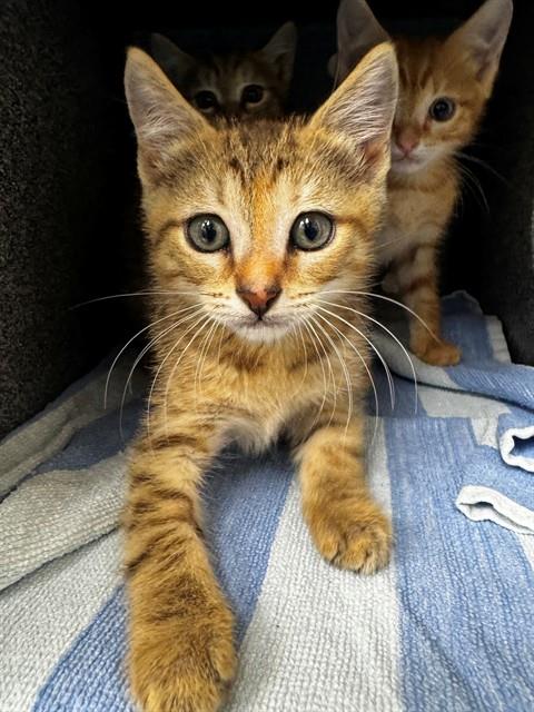 A306026, an adoptable Domestic Short Hair in Naples, FL