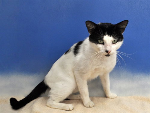 JAMES, an adoptable Domestic Short Hair in Naples, FL