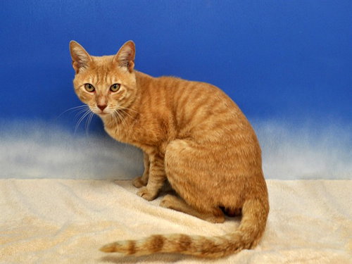 HENRY, an adoptable Domestic Short Hair in Naples, FL